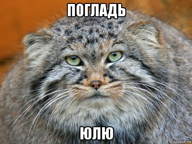 погладь юлю