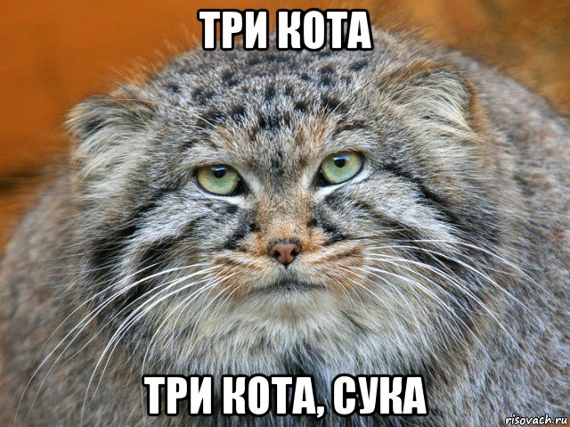 три кота три кота, сука
