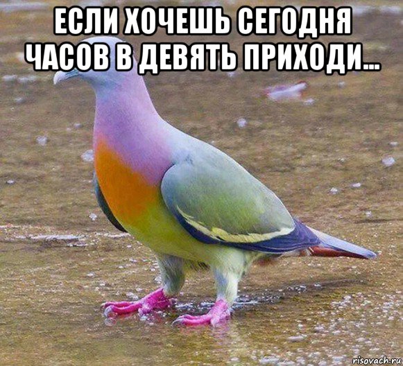если хочешь сегодня часов в девять приходи... , Мем Разноцветный голубь