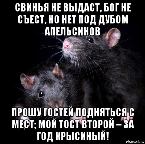 свинья не выдаст, бог не съест, но нет под дубом апельсинов прошу гостей подняться с мест; мой тост второй – за год крысиный!, Мем С годом крысы