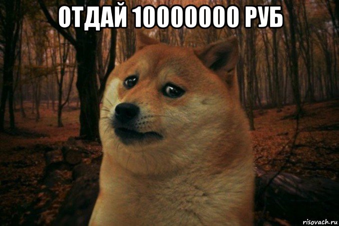 отдай 10000000 руб , Мем SAD DOGE