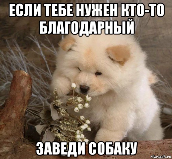 если тебе нужен кто-то благодарный заведи собаку, Мем Собаки разговаривают