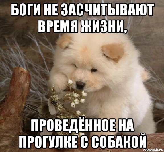 боги не засчитывают время жизни, проведённое на прогулке с собакой