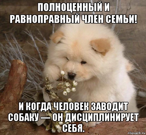 полноценный и равноправный член семьи! и когда человек заводит собаку — он дисциплинирует себя., Мем Собаки разговаривают