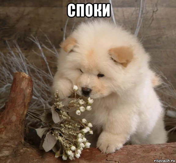 споки 