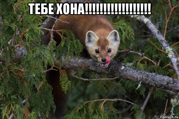 тебе хона!!!!!!!!!!!!!!!!!! , Мем Соболь хочет украсть еду