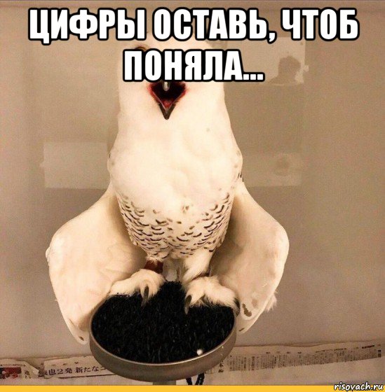 цифры оставь, чтоб поняла... , Мем Сова хочет пиво