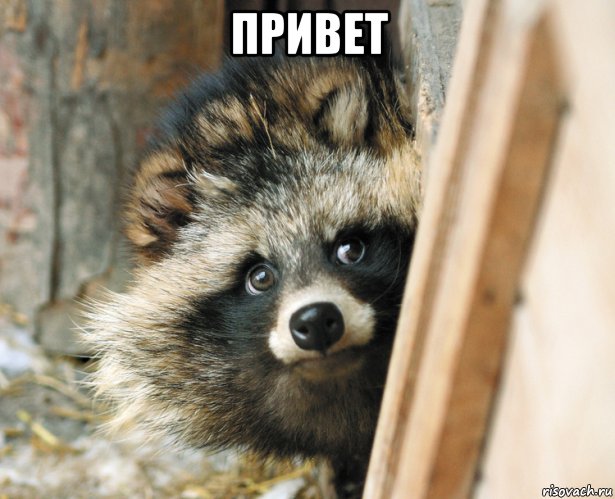 привет , Мем Тануки енотовидная собака