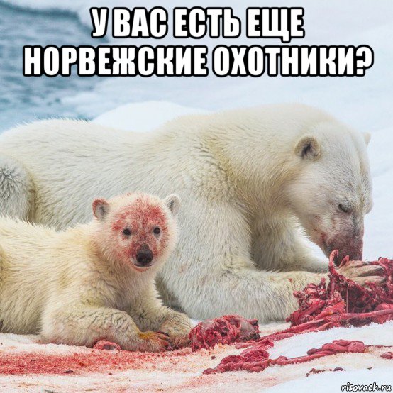 у вас есть еще норвежские охотники? , Мем У вас есть еще