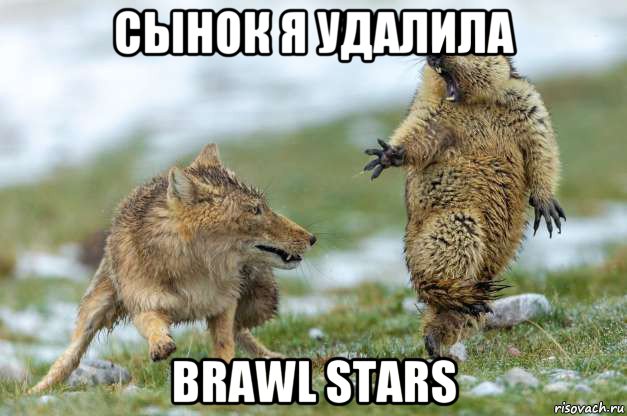 сынок я удалила brawl stars, Мем Волк и суслик