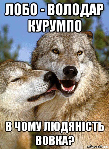 лобо - володар курумпо в чому людяність вовка?