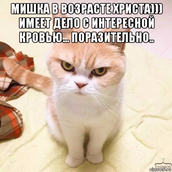 мишка в возрасте христа))) имеет дело с интересной кровью... поразительно.. , Мем Возмущенный кот