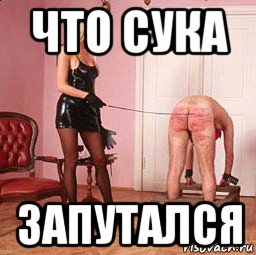 что сука запутался