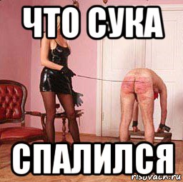 что сука спалился