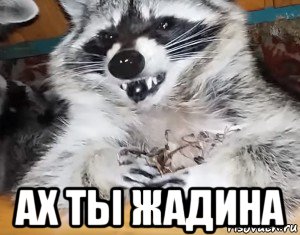  ах ты жадина, Мем Злой енот