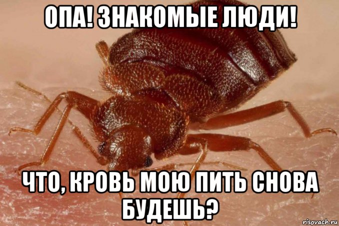 опа! знакомые люди! что, кровь мою пить снова будешь?, Мем 204