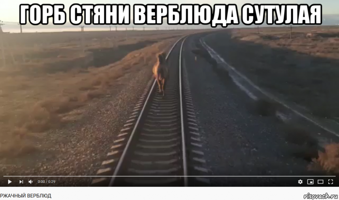 горб стяни верблюда сутулая , Мем Админ в естественной среде обитания