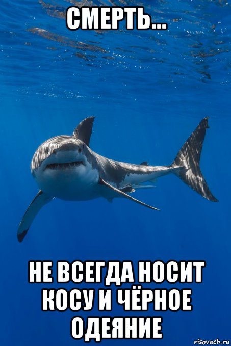 смерть... не всегда носит косу и чёрное одеяние, Мем Акула белая