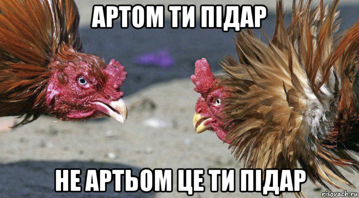 артом ти підар не артьом це ти підар, Мем Бойцовые куриные петухи