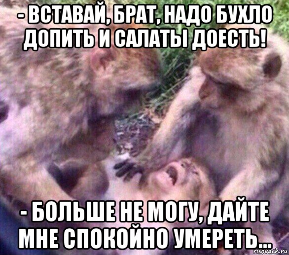 - вставай, брат, надо бухло допить и салаты доесть! - больше не могу, дайте мне спокойно умереть...