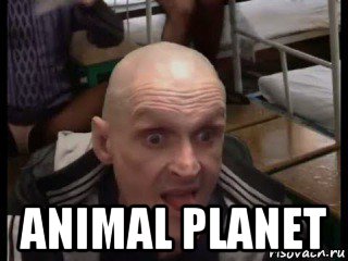  animal planet, Мем Дерьмо