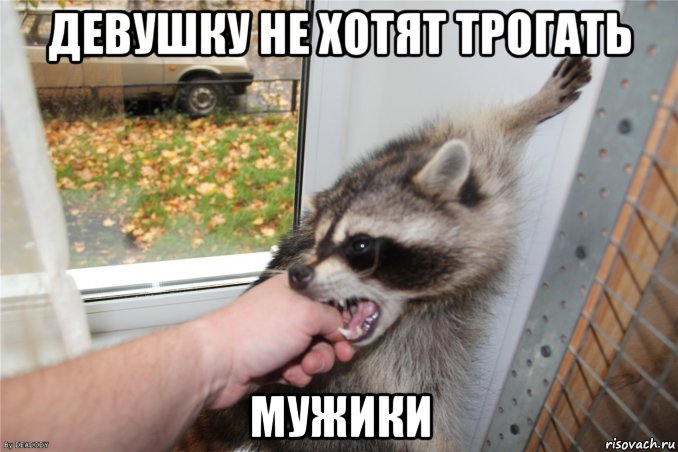 девушку не хотят трогать мужики, Мем Енот во время гона