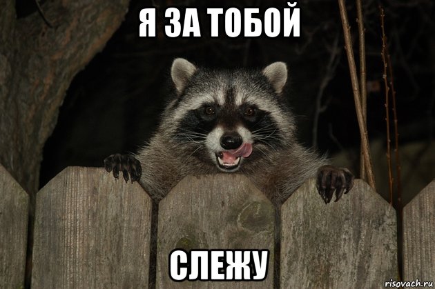 я за тобой слежу, Мем Енот зомби