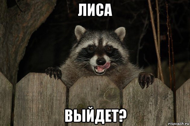лиса выйдет?, Мем Енот зомби