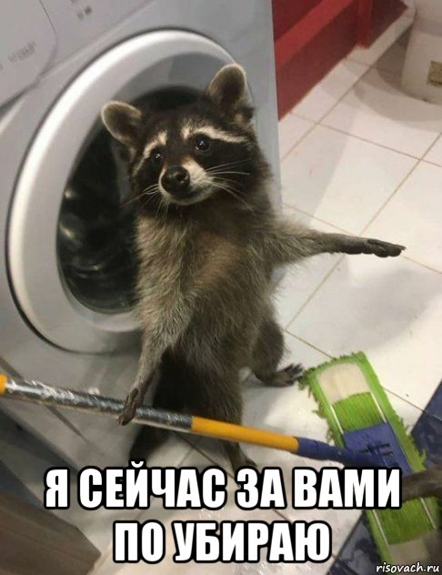  я сейчас за вами по убираю, Мем Енот