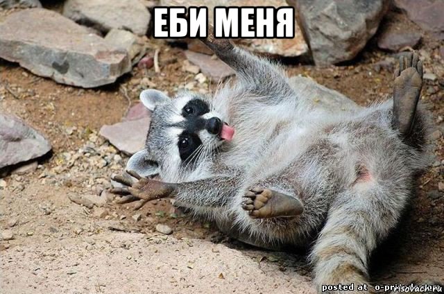 еби меня , Мем Енот