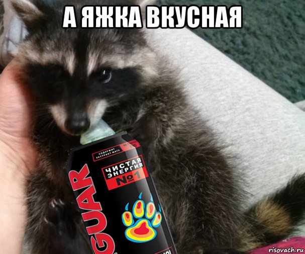а яжка вкусная , Мем Енот