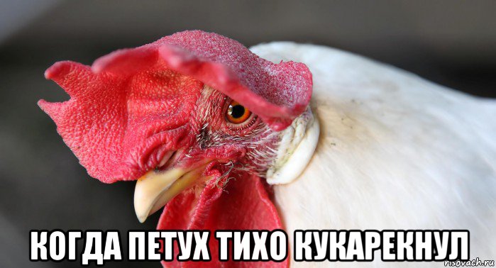  когда петух тихо кукарекнул, Мем Главпетух
