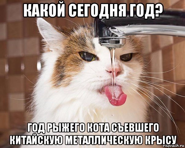 какой сегодня год? год рыжего кота съевшего китайскую металлическую крысу, Мем Год рыжего кота