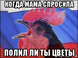 когда мама спросила полил ли ты цветы