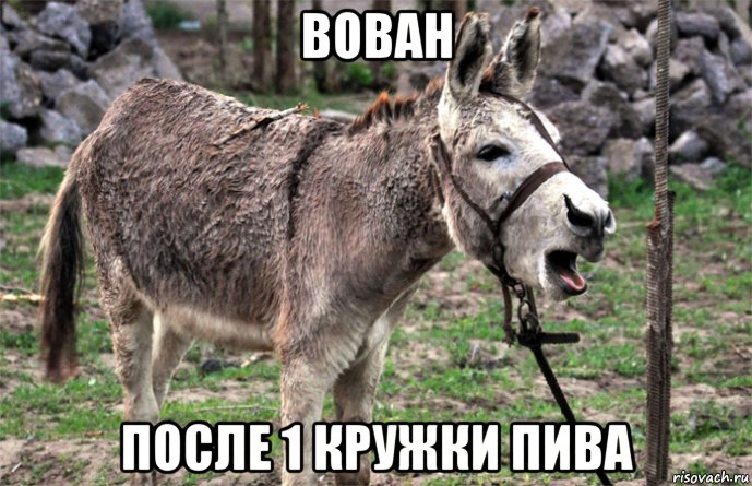 вован после 1 кружки пива, Мем Ишак