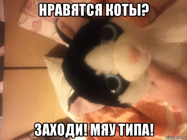 нравятся коты? заходи! мяу типа!, Мем Кошечка