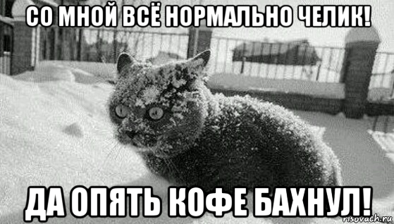 со мной всё нормально челик! да опять кофе бахнул!, Мем Кот в шоке