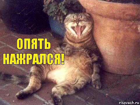 Опять нажрался!, Комикс  котэ