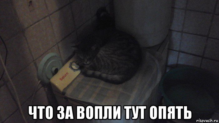  что за вопли тут опять, Мем Котенок лайк