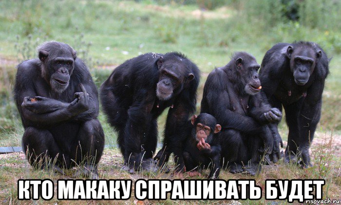  кто макаку спрашивать будет, Мем Макака фак