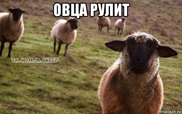 овца рулит , Мем  Наивная Овца