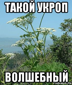 такой укроп волшебный, Мем Обычный укроп