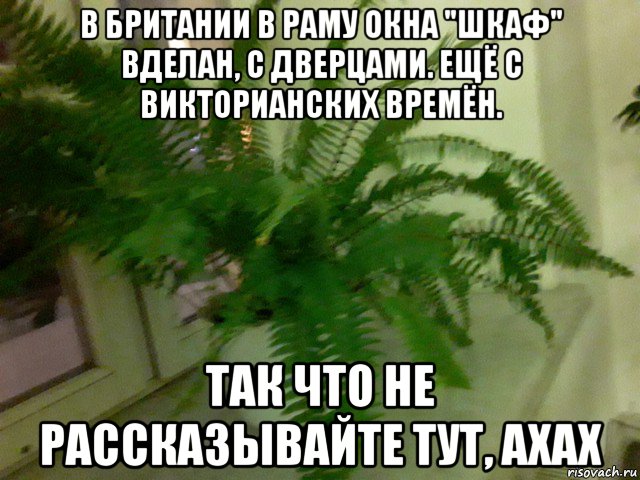 в британии в раму окна "шкаф" вделан, с дверцами. ещё с викторианских времён. так что не рассказывайте тут, ахах, Мем Папоротник домашний