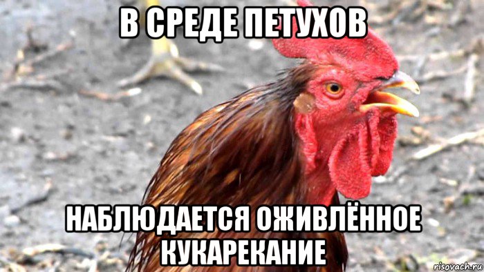 в среде петухов наблюдается оживлённое кукарекание