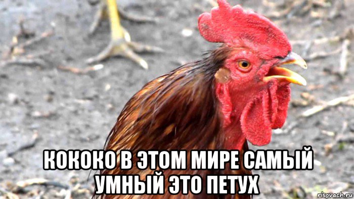 кококо в этом мире самый умный это петух