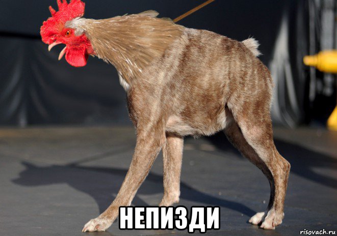  непизди, Мем Петуха Сутулая