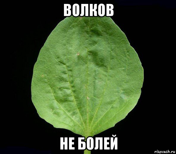 волков не болей, Мем Подорожник