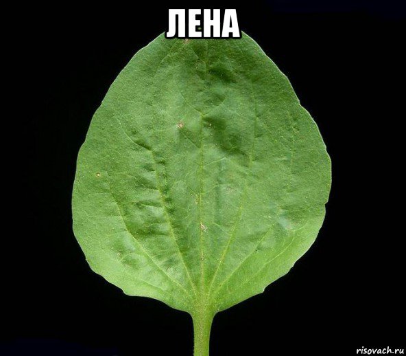 лена , Мем Подорожник