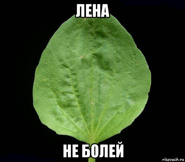 лена не болей, Мем Подорожник