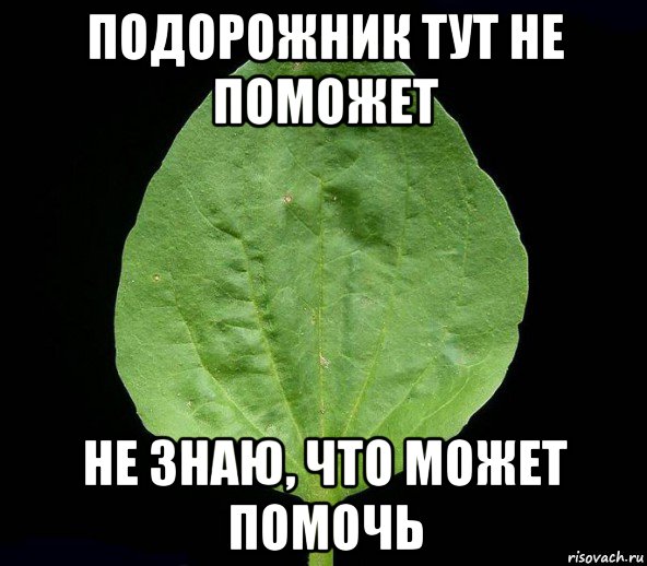 подорожник тут не поможет не знаю, что может помочь, Мем Подорожник
